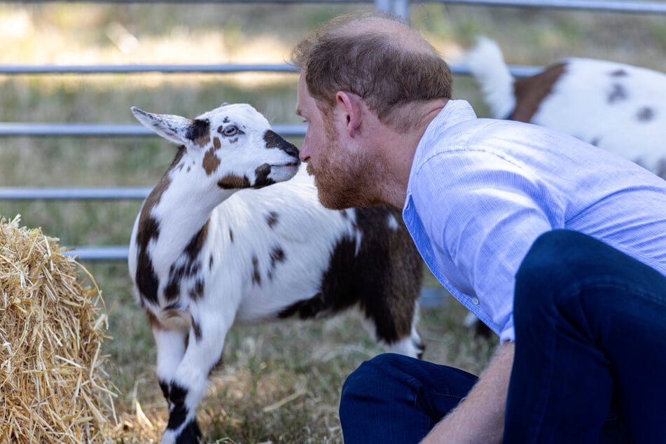 They actually get along quite well: Prince Harry bonded with one of the goats during the yoga session.