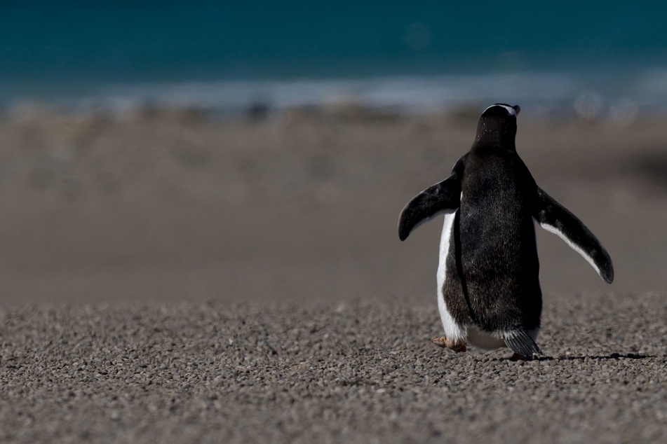 New Zealand gives penguin of the year award to one-eyed Captain