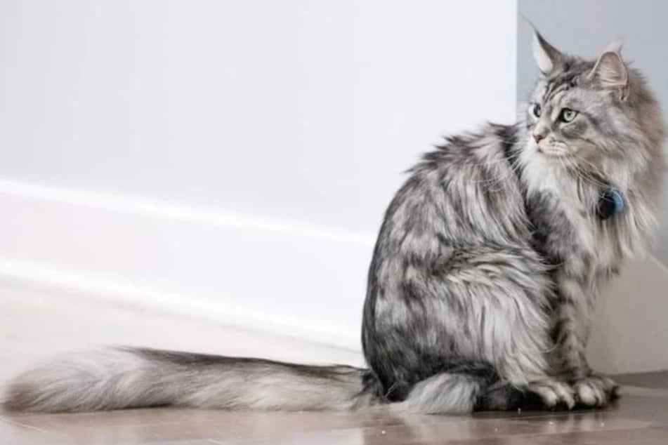 Longest cat tail in the world: This is one lengthy appendage!