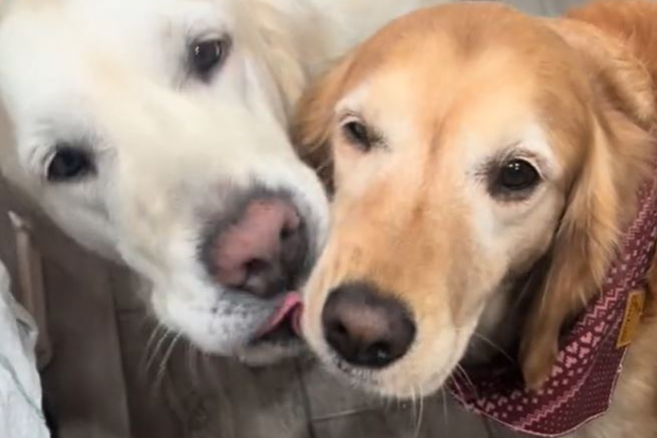 Karisa Saethre has seen a lot of suffering over the years, but when the dog rescuer saw Sadie (r.) for the first time, she couldn't believe her eyes.