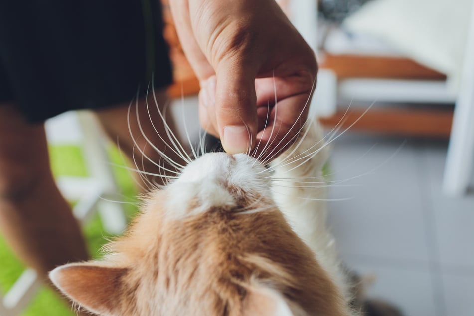 Cats can feel free to eat blueberries occasionally.