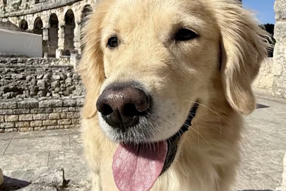 The warmer it is, the darker Emma's nose gets – like here on vacation in Rome.