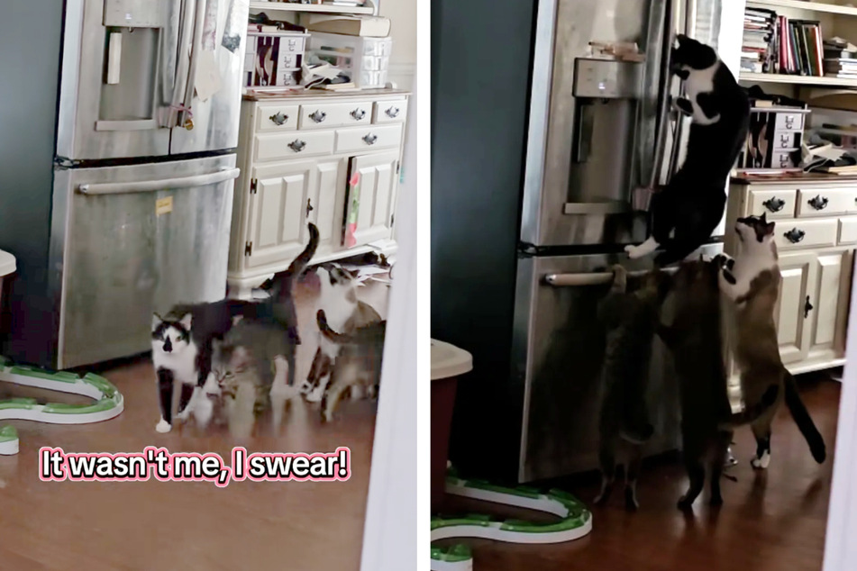 Cats work together for shockingly organized fridge heist in hilarious hidden camera footage