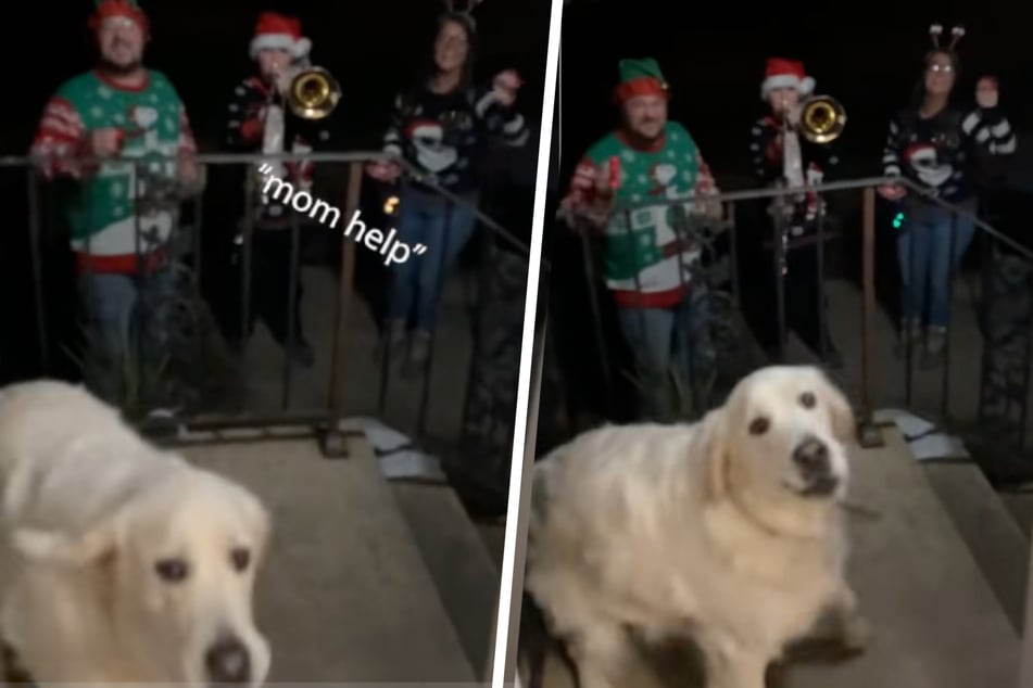 Dog tries to "protect" mom from Christmas carolers – but then they play his favorite song!