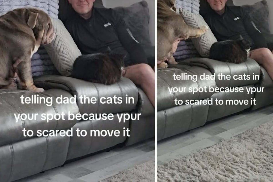 Bulldog puppy wants to sit in her favorite sofa spot, but there's a problem – her feisty kitty sibling!