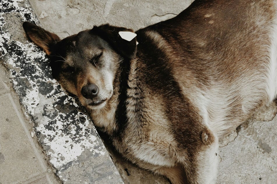 Top 10 lowest energy dog breeds