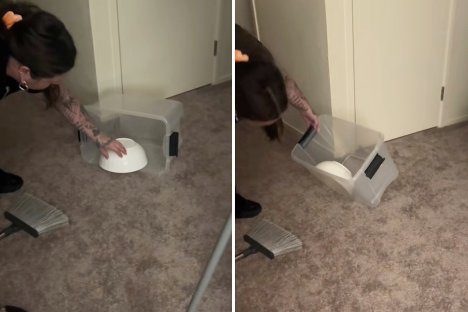 Escaped snake shenanigans go viral on TikTok!