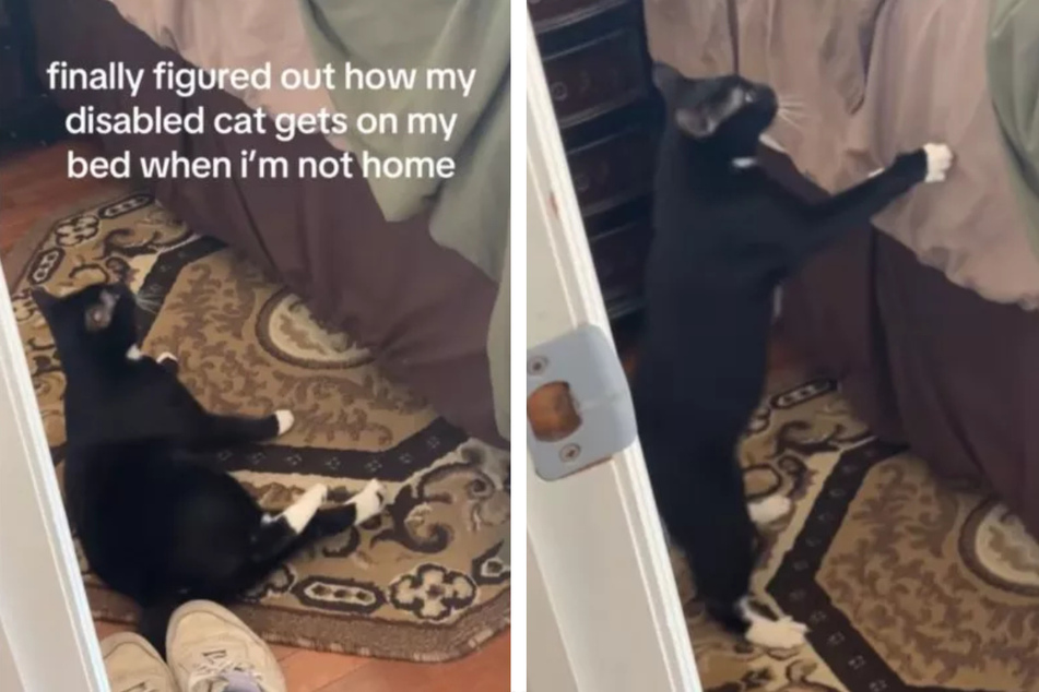 Disabled cat shocks owner with clever method of getting onto the bed all by himself!
