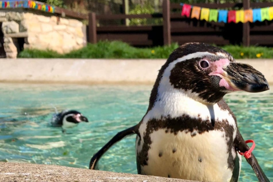 Rosie the Humboldt penguin was believed to be the oldest in the world.