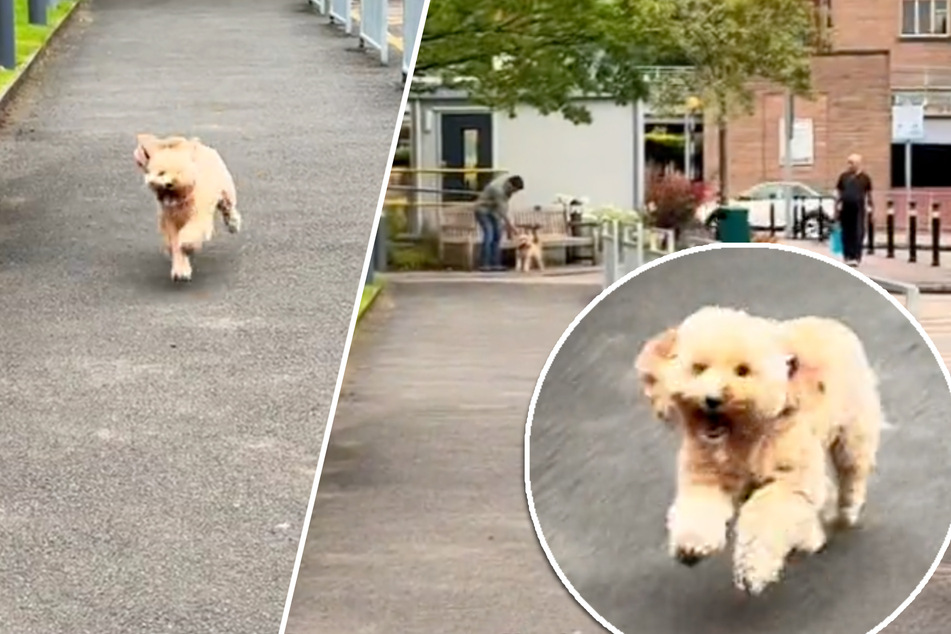 Dog's heart-melting reaction to owner coming home after twelve-hour shift goes viral