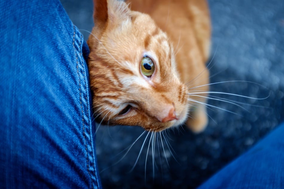 If a cat rubs its head against your leg, it is a sign of love and trust.