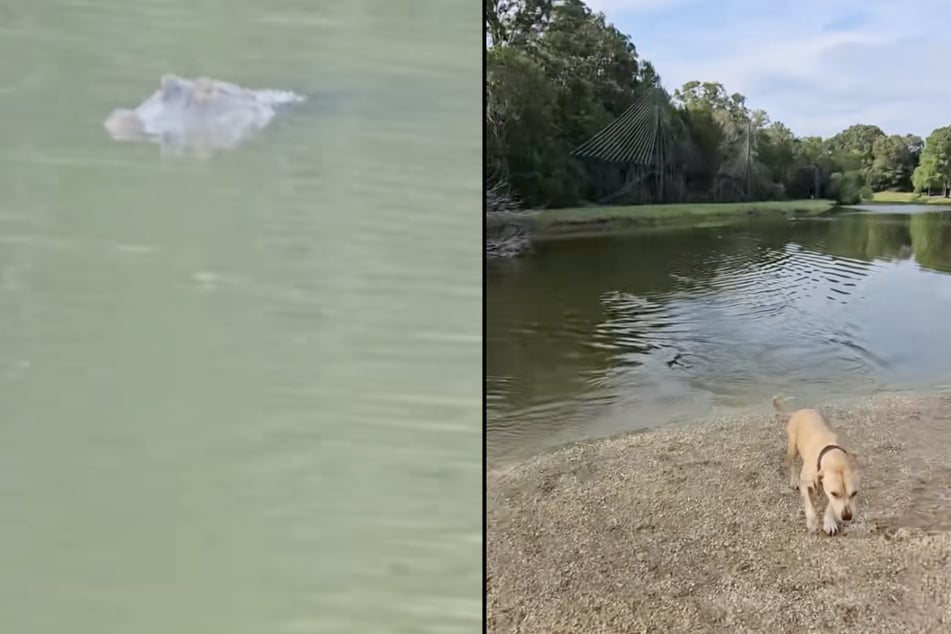 An alligator had set its sights on the two furry friends, but fortunately both dogs were able to swim ashore in time.