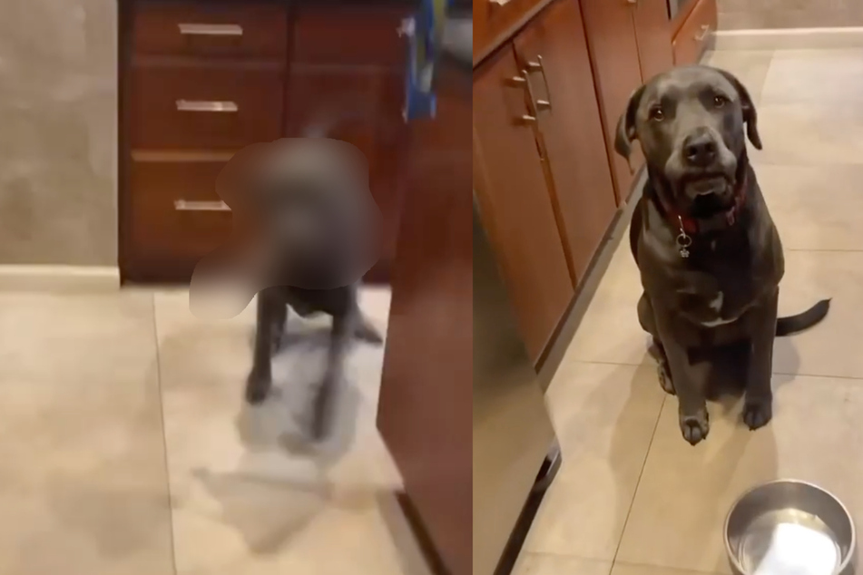 Dog with knife in mouth scares owner when they try to put him on a diet