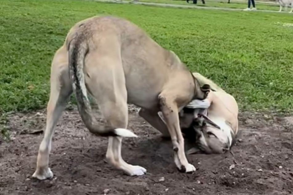 Aspen and her brother enjoy play-fighting in the park.