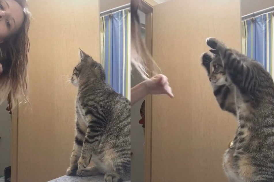 Scout watches her owner Susan attentively (l.) before lifting her paws in the air.