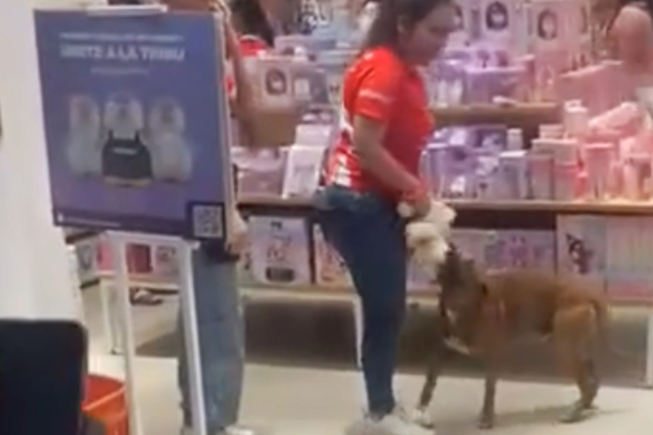Stray dog tries to steal a toy from the mall – what happens next is beautiful