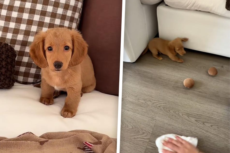 Countless dog lovers agree that it doesn't get much cuter than a miniature Dachshund puppy! Little Jolly Ollie proves this with his rapid viral fame.