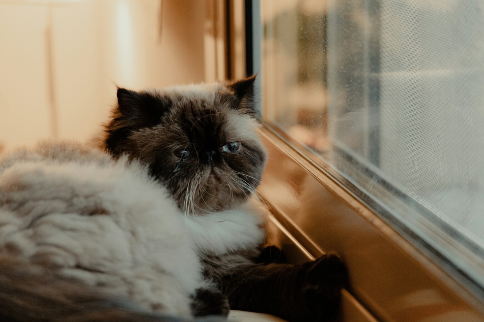 Himalayans are unique and strange-looking cats, but crazy cute.