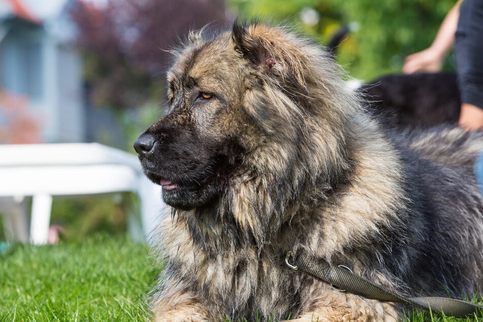 Caucasian shepherd dogs are known for their strong loyalty, but they can be very wary of strangers (stock image).