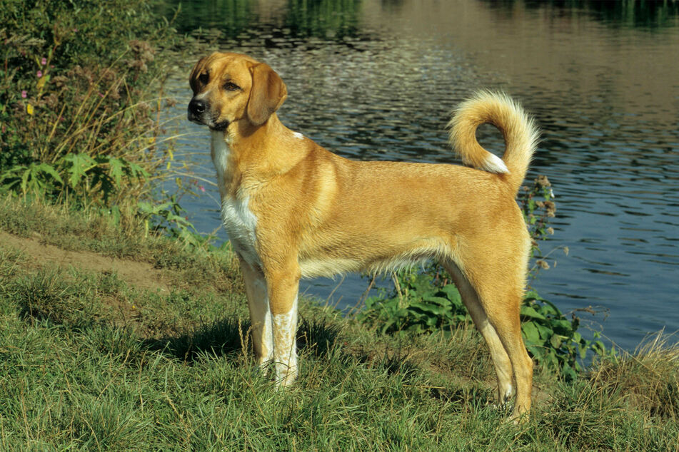 The Turkish Pointer is an unusual but incredibly adorable dog breed.
