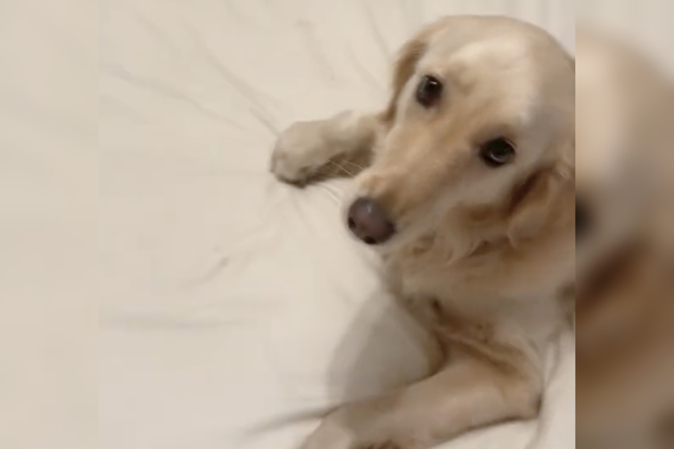 Lucy doesn't want to crawl into bed herself. She wants to be lifted!