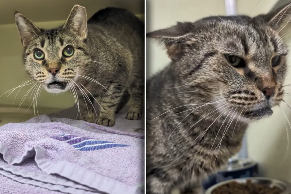 This cat's wonky jaw had rescue workers worried about her health. It turns out she was born this way.