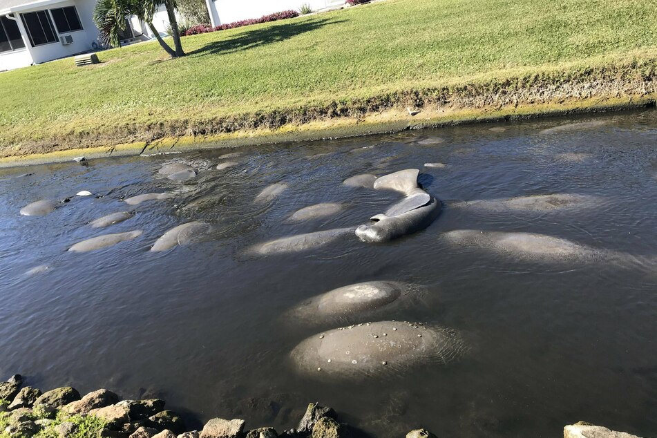 Manatees gathering in the warm waters of a canal off the Intracoastal Waterway near the Indian River Lagoon in Satellite Beach, Florida.