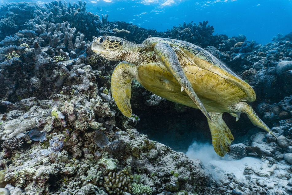 A sea turtle swims along the Great Barrier Reef.