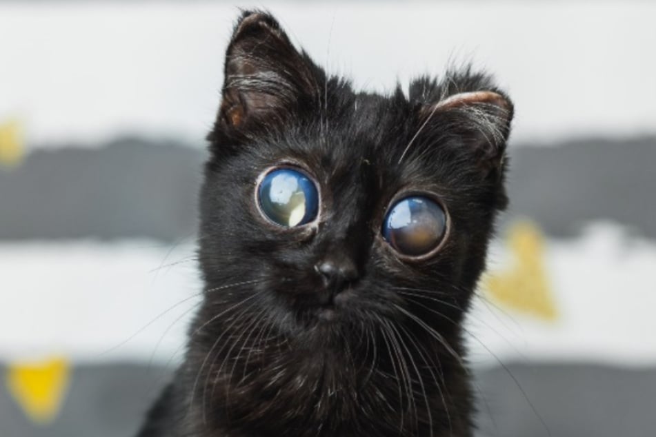 Dorito the cat will probably never be able to see properly again.