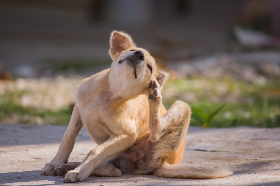 There are many reasons why dogs chase their tails, some better than others.