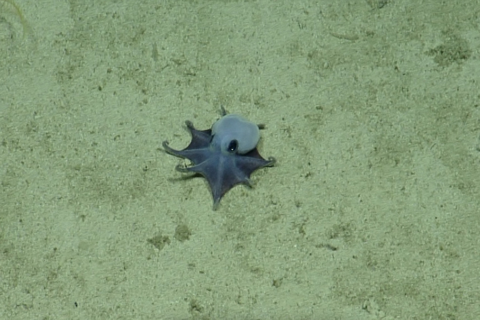 An image released on May 22, 2026, by the Charles Darwin Foundation shows a newly discovered blue pygmy octopus off the Galapagos Islands.