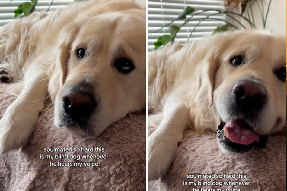 Daredevil the Golden Retriever dog loves his owner more than anything.