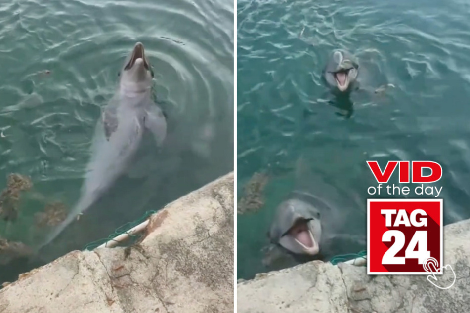 Viral Video of the Day for November 24, 2023: Dolphin duo loves playing fetch!