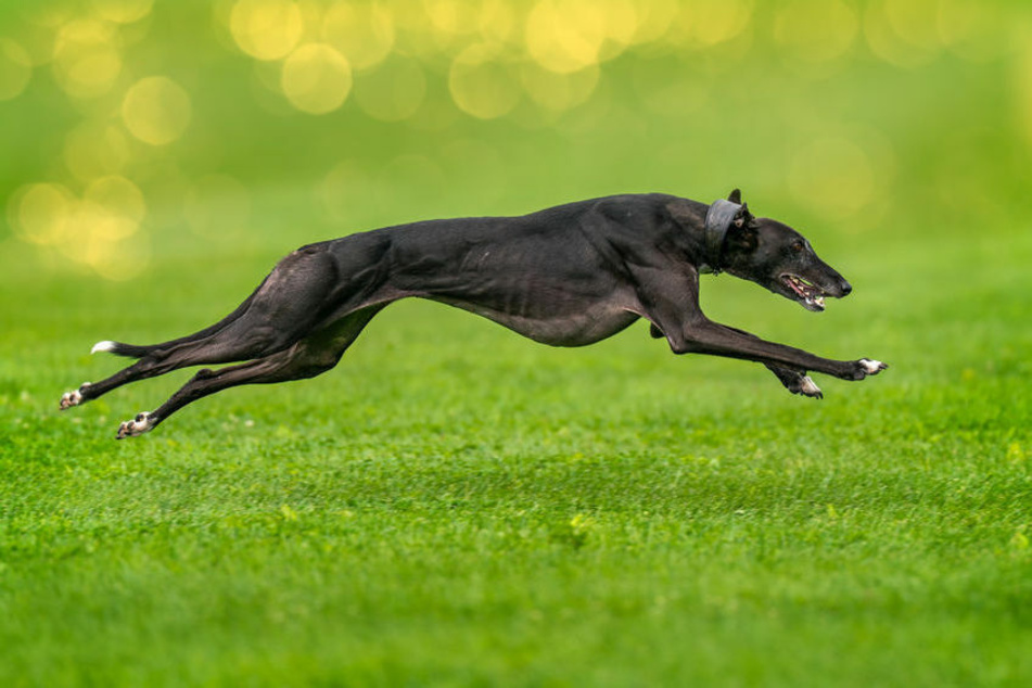 Need for speed: the fastest dog in the world can keep up with a truck!