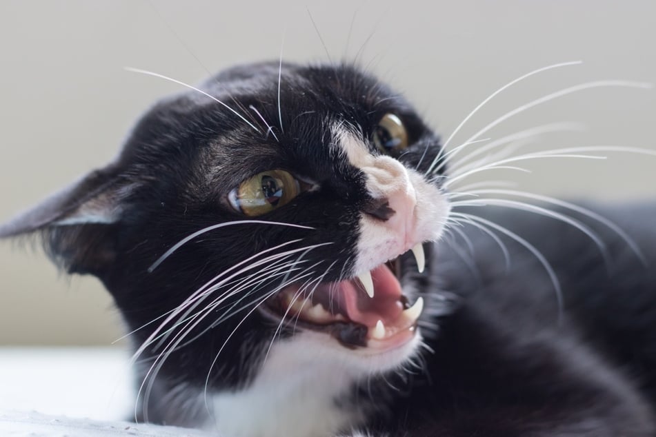If your cat is holding its ears back while staring, it is quite angry and should be avoided.