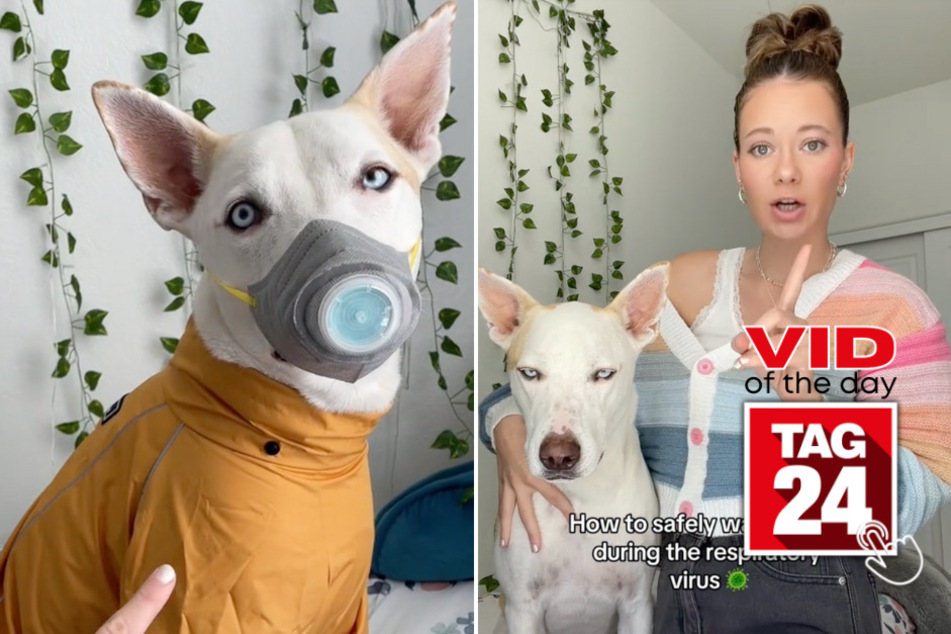 Viral Video of the Day for December 11, 2023: Dog mama takes all the safety precautions amid epidemic