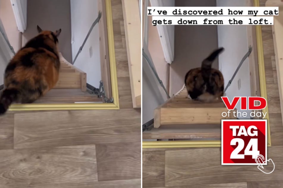 Viral Video of the Day for May 22, 2023: Cat takes a serious belly slide