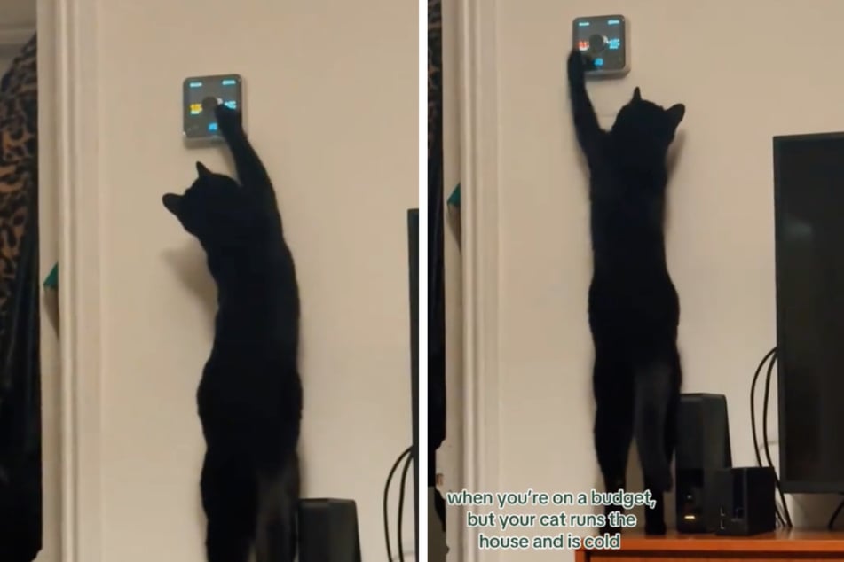 The black cat knows exactly where to turn to make the apartment nice and warm.