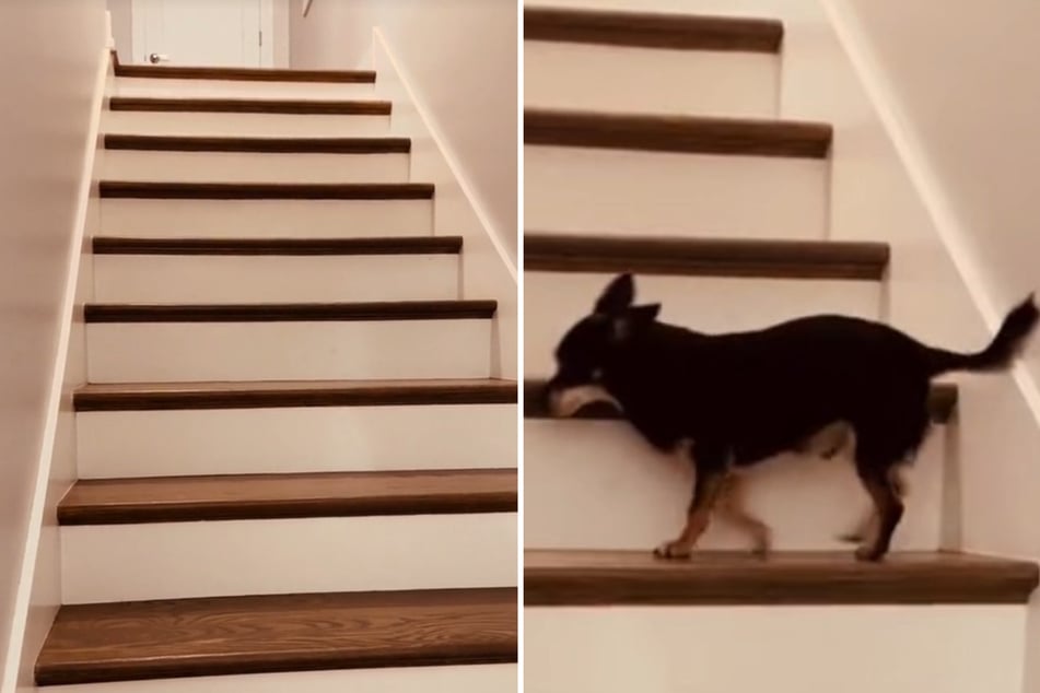 Tiny dog's unusual method for climbing stairs has TikTokers giggling!