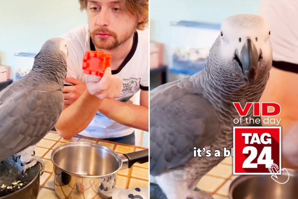 Viral Video of the Day for June 1, 2023: This amazing parrot is smarter than your average pet!