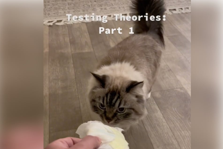 Fefe smelled a dirty diaper, but it didn't make her vomit like the baby did!