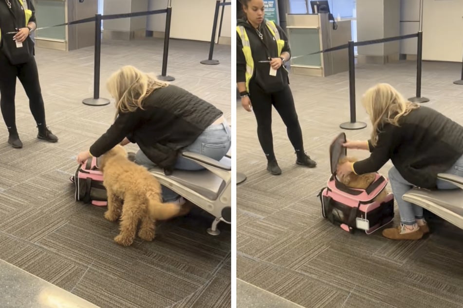 A woman wanted to travel with her pet dog, but she was stopped because she had put him in a carrier that was far too small.