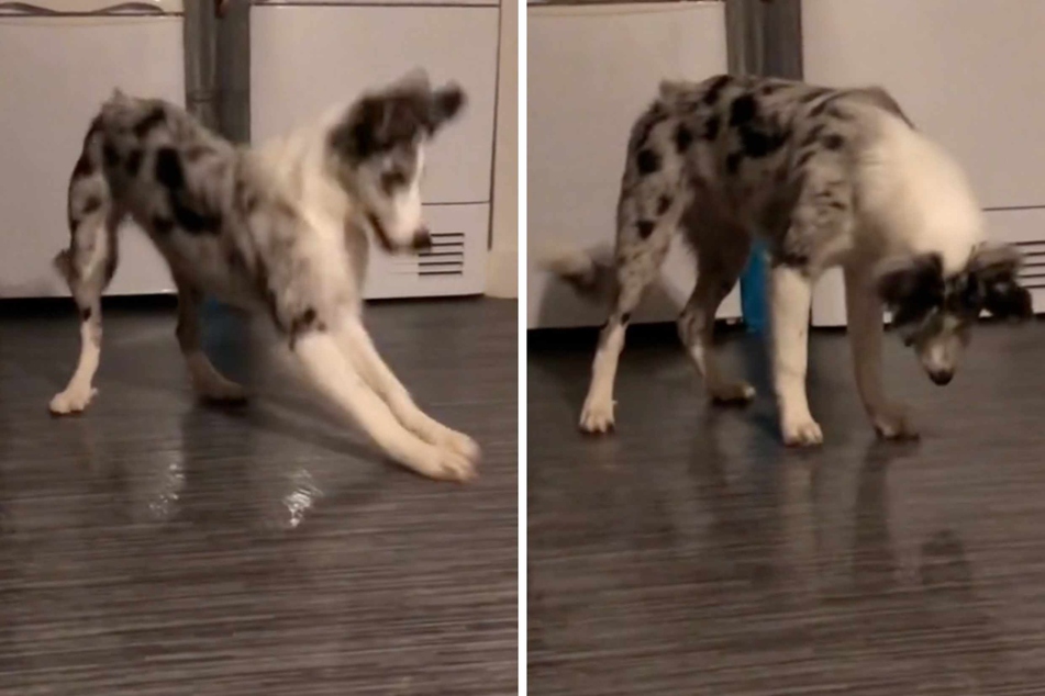 Puppy starts a fight with her reflection in hysterical video!