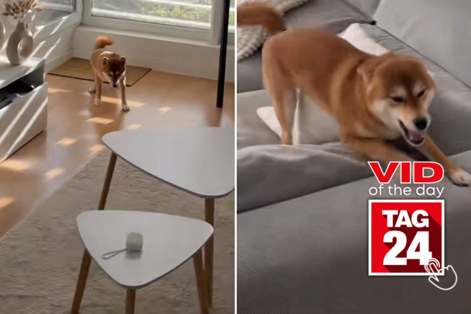 Viral Video of the Day for April 21, 2023: Shiba Inu's hilarious greeting