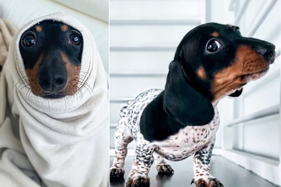 Dachshund or Dalmatian? Moo the Miami mix baffles and delights thousands on Instagram!