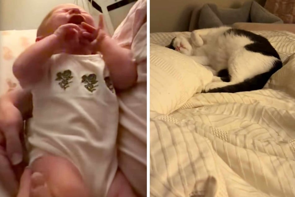 Some TikTok videos only work thanks to their captions. This is probably also the case in this viral cat post, but the explanation is so sweet!