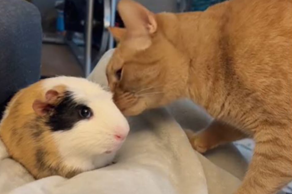 Delilah sniffs Reginald curiously in their first meeting.