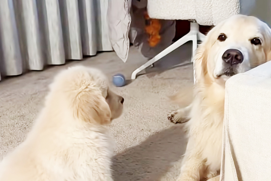 Golden retriever Maui (r.) was anything but enthusiastic about puppy Hugo at first.