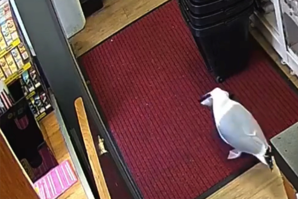 Sneaky seagull caught stealing snacks from convenience store