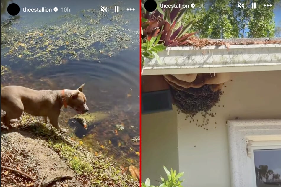 Meg's dog showed her parts of the backyard she didn't even know about, as well as a huge beehive.